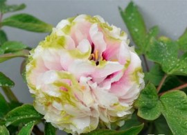 lu xiang qiu43